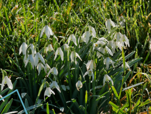 Snowdrop bank